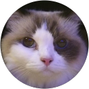 Kitty World